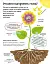 Хочу все знати про рослини - миниатюра 4