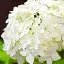 Гортензія Agro-Market H.Sheep Cloud крупнолиста біла 1 саджанець в упаковці (36526) - мініатюра 1