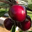 Черешня Agro-Market "Ред Гигант" (крупноплодный, летний сорт, средний срок созревания) (188331) 1 саженец в упаковке - миниатюра 1
