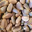 100 г кедрові горіхи сушені цілісні в шкаралупі - свіжий урожай - мініатюра 1