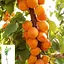 Абрикос колоноподібний Agro-Market Принц Март укорінений у контейнері саджанець 2 роки 153036 1 саджанець в упаковці - мініатюра 1