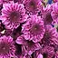 Хризантема мультифлора "Petit Purple" (51697) 1 саженец - миниатюра 1