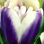 Тюльпан "Atlantis" 3 шт (17070) - миниатюра 1