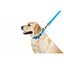 Повідець для собак Waudog Waterproof водостійкий S, блакитний - мініатюра 4