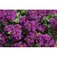 Насіння Вербена Насіння України Ампельна Лілово-блакитна 0.1 г - мініатюра 2