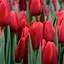 Тюльпан "Red Proud" (186313) 2 шт - мініатюра 1