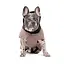 Попона Pet Fashion Max для собак M2 - миниатюра 3