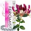 Духи с феромонами для женщин Love Stim Feromist New Women, 15 ml - миниатюра 2