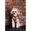 Жилет Pet Fashion Hardy для собак розмір L - мініатюра 9