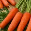 Морковь Весна Шантане (в банке) Органик 20г (44993) - миниатюра 2
