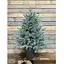 Ялинка Hvoya Traditional лита в горщику 90 см блакитна новинка - мініатюра 2