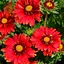 Гайлардія гібридна "Arizona Red Shades" вазон С2 (186527) 1 саженец - мініатюра 1