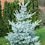 Ель привитая Agro-Market 2-х летняя голубая колючая Edith С2 высота 20-25 см 187442 1 саженец в упаковке - миниатюра 1