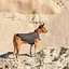 Жилет Pet Fashion E.Vest для собак, розмір XS2, сірий - мініатюра 5