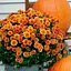 Хризантема мультифлора шаровидная "Milkshake Papaya" (112788) 1 саженец - миниатюра 1