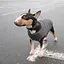Жилет Pet Fashion E.Vest для собак, размер M, серый - миниатюра 4