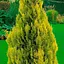 Туя западная Golden Smaragd (контейнер Р9, высота 10-12 см) (188029) 1 саженец в упаковке - миниатюра 1
