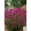 Агастахис "Rosie Posie" (лофант многолетний, цветет до заморозков) (188535) 1 саженец в упаковке - миниатюра 2