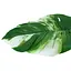 Искусственные листья Engard Monstera Alba 78 см (TW-55) - миниатюра 3