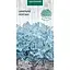Насіння Цинерарія морська Насіння України 0.1 г (805000) - мініатюра 1