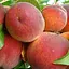 Персик Agro-Market "Тарсан" (крупноплодный, морозостойкий, поздний срок созревания) (189932) 1 саженец в упаковке - миниатюра 1