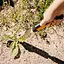 Совок для бур'янів Fiskars Xact™ (1027046) - мініатюра 4