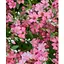 Гипсофила розовая (Зипер) "Весна" 1г (12056) - миниатюра 1