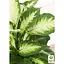 Дифенбахия (Dieffenbachia) Agro-Market Camilla высота 30-50 см (185443) 1 саженец в упаковке комнатный - миниатюра 3