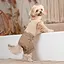 Шлей-костюм Darcy ТМ Pet Fashion для собак S бежева - мініатюра 8