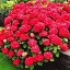 Гортензія Agro-Market Red Angel крупнолиста 1 саджанець в упаковці (45338) - мініатюра 1