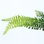Искусственная ветвь Engard Папоротник 47 см (TW-46) - миниатюра 4