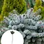 Ялина колюча Agro-Market блакитна на штамбі Brynek С5 висота 70-90 см 116493 1 саджанець в упаковці - мініатюра 1