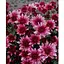 Хризантема Садова "Avalon Pink" (висота 30-50см) (103583) 1 саженец - мініатюра 1