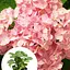 Гортензія крупнолиста 2-річна "Silky Pink" висота саджанця 25-45см (186190) 1 саженец - мініатюра 3
