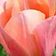 Тюльпан "Apricot Beauty" 3 шт (17071) - миниатюра 1