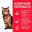 Сухий корм Hill's SP Adult Sensitive Stomach&Skin для котів із чутливим травленням з куркою 0.3 кг - мініатюра 2