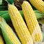 Кукурудза цукрова Садиба БСС 1075 F1, 20 шт. - мініатюра 1