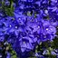 Вероніка Австрійська "Knallblau" (189451) 1 саженец - мініатюра 1