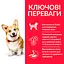 Сухий корм Hill’s SP Adult Small&Mini для дорослих собак малих і міні порід з ягням і рисом 6 кг - мініатюра 2
