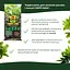 Торфосмесь для зелёных растений и пальм COMPO SANA® 20 л - миниатюра 7