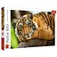 Пазл Trefl Портрет тигра 500 ел. (37397) - мініатюра 1