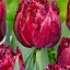Тюльпан "Cranberry Tristle" (186221) 2 шт - мініатюра 1