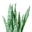 Штучна рослина Sansevieria 65 см (DW-11) - мініатюра 2