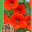 Настурция низкорослая "Красная" ТМ "Весна" 0.5г (15249) - миниатюра 1