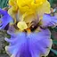 Ирис бородатый крупноцветковый "Barbara Rider" (181086) 1 шт - миниатюра 1