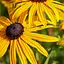 Рудбекия блестящая "Goldsturm" вазон С2 (189800) 1 саженец в упаковке - миниатюра 1