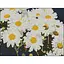 Алмазна мозаїка Strateg ПРЕМІУМ Ромашкове поле без підрамника розміром 30х40 см (ZAV3040-55) - мініатюра 1