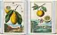 J. C. Volkamer. The Book of Citrus Fruits. 45th Edition - мініатюра 7