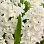 Гиацинт "White Pearl" (186360) 2 шт - миниатюра 1