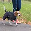 Комбінезон Pet Fashion RAIN для собак сірий M - мініатюра 4